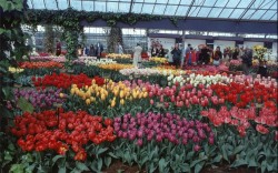 (Keukenhof - Tulpenbeete in einem Pavillon)
